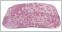 Womens Endeavor Visor (Pink Exotic)